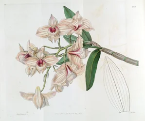 Dendrobium moschatum (som syn. Dendrobium cupreum)